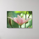 Suche nach rosa lilien leinwandbilder Botanisch