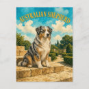 Suche nach australian shepherd postkarten Australischer schäferhund
