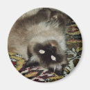 Suche nach flaumig magnete Katze