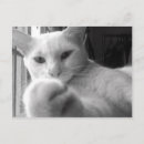 Suche nach wolle postkarten Katze