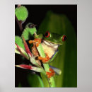 Suche nach froschplakat poster Tiere