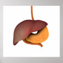 Suche nach menschlicher magen poster Gastrointestinaltrakt