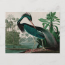 Suche nach amerikanischer vogel postkarten Amerikanische vögel