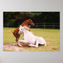 Suche nach fohlen poster Spielen