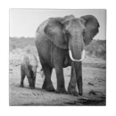 Suche nach kalb fliesen Afrikanischer elefant