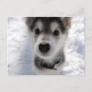 Suche nach es schneit postkarten Foto
