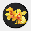 Suche nach exotische orchideen magnete Cymbidium