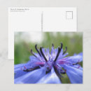 Suche nach cornflower postkarten Bachelorknopf