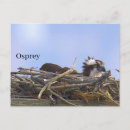Suche nach vogelnest postkarten Fotografie