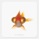 Suche nach große augen aufkleber Tiere