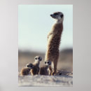 Suche nach tierfamilie poster Keine leute