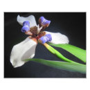 Suche nach lavendel foto poster Weiß