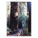 Suche nach mammutbaum postkarten Wald