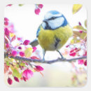 Suche nach singvogel aufkleber Gelbvogel