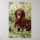 Suche nach irish setter poster Irisch