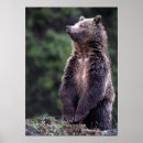 Suche nach grizzlybär poster Wild lebende tiere