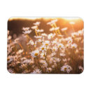 Suche nach gänseblümchen magnete Feld