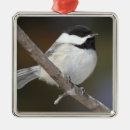 Suche nach schwarze vögel ornamente Weiß