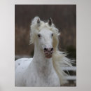 Suche nach friesian poster Rasse