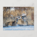 Suche nach dof Rehe