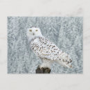 Suche nach schneebedeckte eule postkarten Vögel
