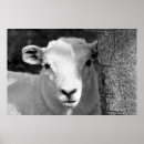 Suche nach weiße schafe poster Lamm