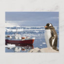 Suche nach gentoo pinguin poster Wildnis