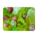 Suche nach schnecke magnete Muscheln