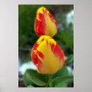 Suche nach gelbe tulpen poster Rot