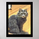 Suche nach maine coon cat kunst poster Foto