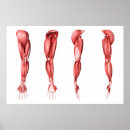 Suche nach menschliche darstellung poster Anatomie