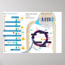 Suche nach zellulär poster Zelle