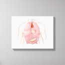 Suche nach menschliches herz leinwandbilder Biomedizinische illustrationen