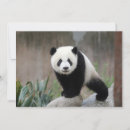 Suche nach gefährdet karten Panda