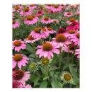 Suche nach echinacea poster Geburtstag