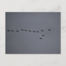 Suche nach schwarze vögel postkarten Gänse