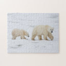 Suche nach eisbär puzzle Jungtier