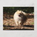 Suche nach zwergspitz poster Loulou