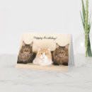 Suche nach maine coon cat karten Fotografie