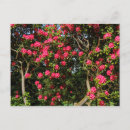 Suche nach rhododendren postkarten Pflanze