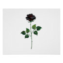 Suche nach rosenblüte poster Schwarz
