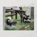 Suche nach babypanda postkarten Riesenpanda