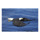Suche nach alaska adler poster Aktion