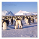 Suche nach die antarktis Pinguine