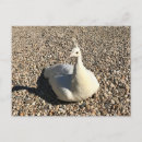 Suche nach weißer pfau postkarten Vogelvogel