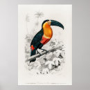 Suche nach tucan poster Exotisch