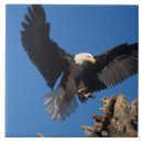 Suche nach weißkopfseeadler fliesen Patriotisch