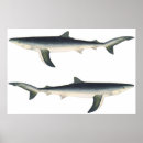 Suche nach haien poster Tiere