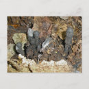 Suche nach fingerabdrücke postkarten Pilze