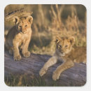 Suche nach masai aufkleber Panthera leo